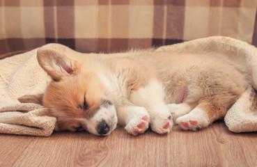 Fototapeta na wymiar portrait of a cute little dog puppy the Corgi sleeps sweetly on the wooden floor with its short legs stretched out