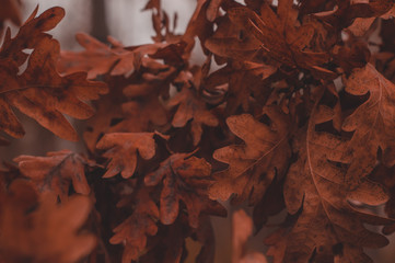 Beautiful autumn background with orange dry oak leaves.