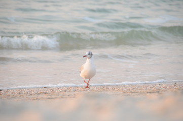 Vacation on sea with waves and seagulls