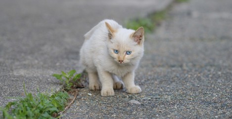ウロウロする子猫