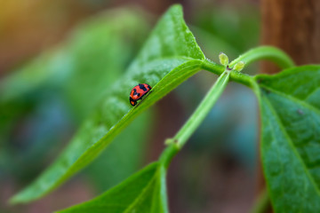 Red ladybug (Coccinellidae) on green leaves.ladybird beetles, Ladybugs