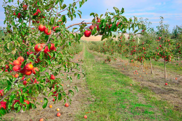 red apples in the garden