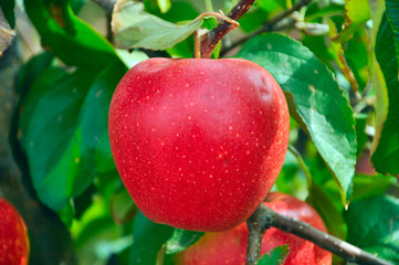 big red apple on a tree