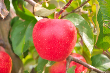 red apples on a tree
