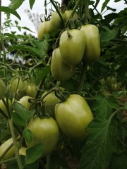 green raw tomato t tree