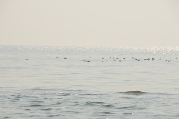Vacation on sea with waves and seagulls