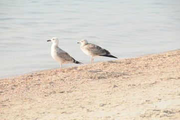 Vacation on sea with waves and seagulls