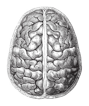 Human brain / vintage illustration from Brockhaus Konversations-Lexikon 1908