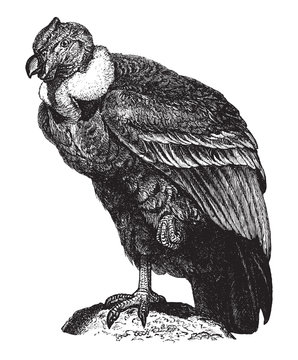 Condor (Sarcorhamphus gryphus) / vintage illustration from Brockhaus Konversations-Lexikon 1908