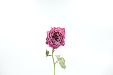 Close up front view of a single dried and withered pink rose isolated on white background, with copy space.
