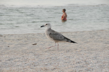 Vacation on sea with waves and seagulls