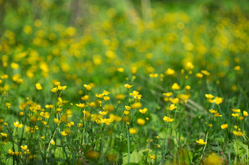 Obraz premium Spring landscape on a green meadow and lots of yellow buttercups with beautiful bokeh