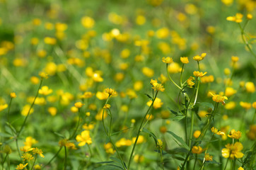 Spring landscape with many blooming and intertwining yellow buttercups with beautiful bokeh