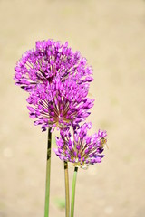 Zierlauch - Sternkugellauch vor unscharfen Hintergrund isoliert und freigestellt