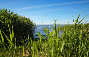 Bulrush on the bay