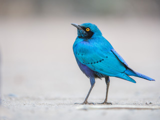 Blue bird on the ground