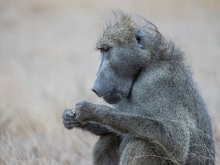 portrait of baboon