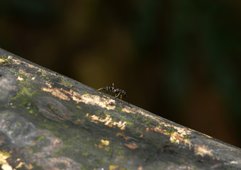 purple-black ant in the rainforest in the philippines
