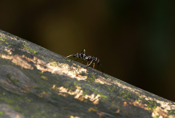 purple-black ant in the rainforest in the philippines