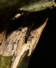 purple-black ant in the rainforest in the philippines