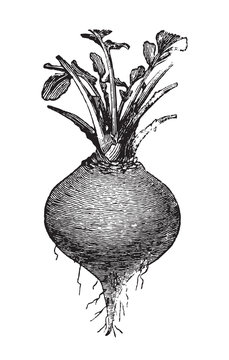 Turnip (Brassica rapa) / vintage illustration from Brockhaus Konversations-Lexikon 1908