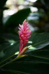 amazing tropical flowers on a green background