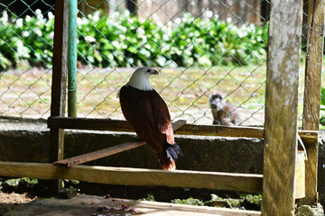 a monkey outside watching an eagle in a cage