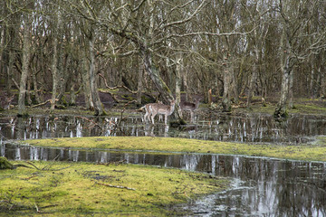 Deer in a swamp landscape in Germany © crimson