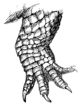Crocodile paw ink drawing 