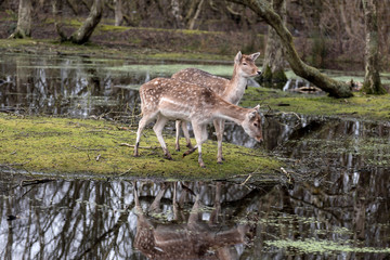 Deer in a swamp landscape in Germany