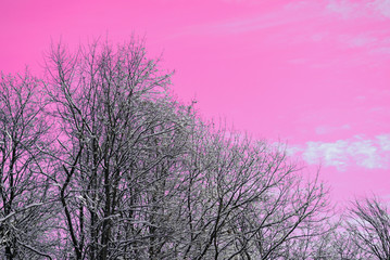 Fototapeta na wymiar Snow covered tree branches against the backdrop of an unreal pink sky. Abstract natural background