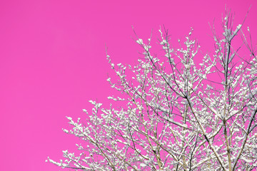 Snow covered tree branches against the backdrop of an unreal pink sky. Abstract natural background