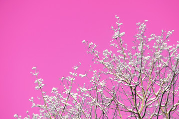 Snow covered tree branches against the backdrop of an unreal pink sky. Abstract natural background