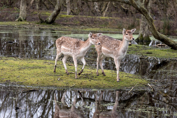 Naklejka na ściany i meble Deer in a swamp landscape in Germany