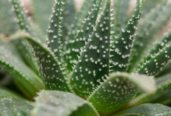 Aloe vera is tropical green plants tolerate hot weather. A close up of green leaves, aloe vera. Aloe vera is a very useful herbal medicine for skin care and hair care that can be used as treatment.