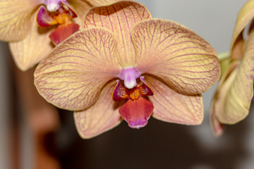 Naklejka premium orchid on black background