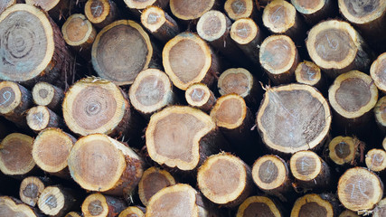 wood mining. texture wooden sawn logs in a warehouse stacked wooden beams signed with different numbers. annual rings on tree cuts