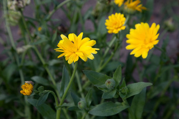 Calendula blooming in the garden. Yellow flowers and green leaves.  .