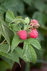 Ripe and unripe raspberry in fruit garden. Growing natural bush of raspberry. Branch of raspberry in sunlight..