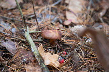 Imleria badia or Boletus badius commonly known as the bay bolete growing in pine tree forest..