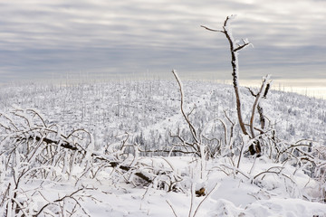 Dreisessel Wanderung