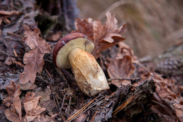 Wild edible bay bolete known as imleria badia or boletus badius mushroom on old hemp in pine tree forest..