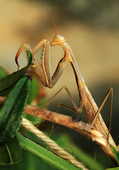 praying mantis on green background