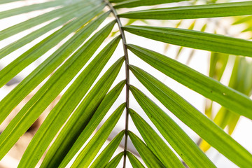 Green leaves pattern background, Natural background palm tree leaves
