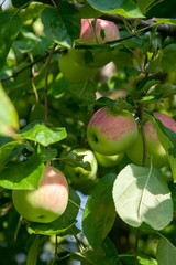 Shiny delicious green apples on a branch ready to be harvested in an apple orchard..