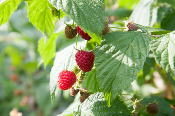 Ripe and unripe raspberry in the fruit garden. Growing natural bush of raspberry. Branch of raspberry in sunlight..