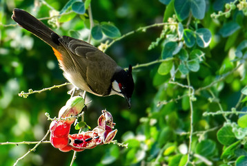 The caged bird eating delicious tamarind