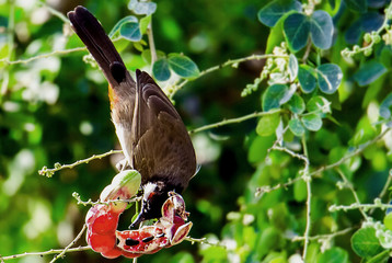 The caged bird eating delicious tamarind