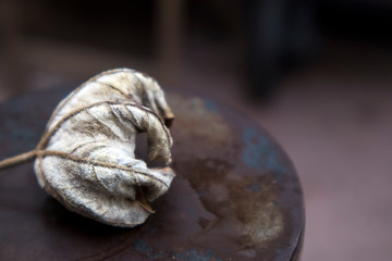 the plane twisted leaf on a metal table in the rain