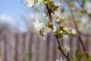 Honeybee on white flower of cherry tree collecting pollen and nectar to make sweet honey with medicinal benefits..